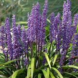 Iarba Ornamentala Liriope muscari,  perena cu flori mov si frunzis verde persistent, planta pentru borduri si acoperire sol