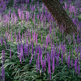 Iarba Ornamentala Liriope muscari,  perena cu flori mov si frunzis verde persistent, planta pentru borduri si acoperire sol