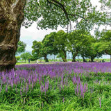 Iarba Ornamentala Liriope muscari,  perena cu flori mov si frunzis verde persistent, planta pentru borduri si acoperire sol
