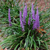 Iarba Ornamentala Liriope muscari,  perena cu flori mov si frunzis verde persistent, planta pentru borduri si acoperire sol