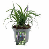 Iarba Maimutei Royal Purple (Liriope muscari), acoperire sol pentru umbra, flori mov toamna