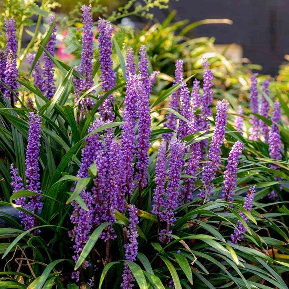Iarba Maimutei Royal Purple (Liriope muscari), acoperire sol pentru umbra, flori mov toamna