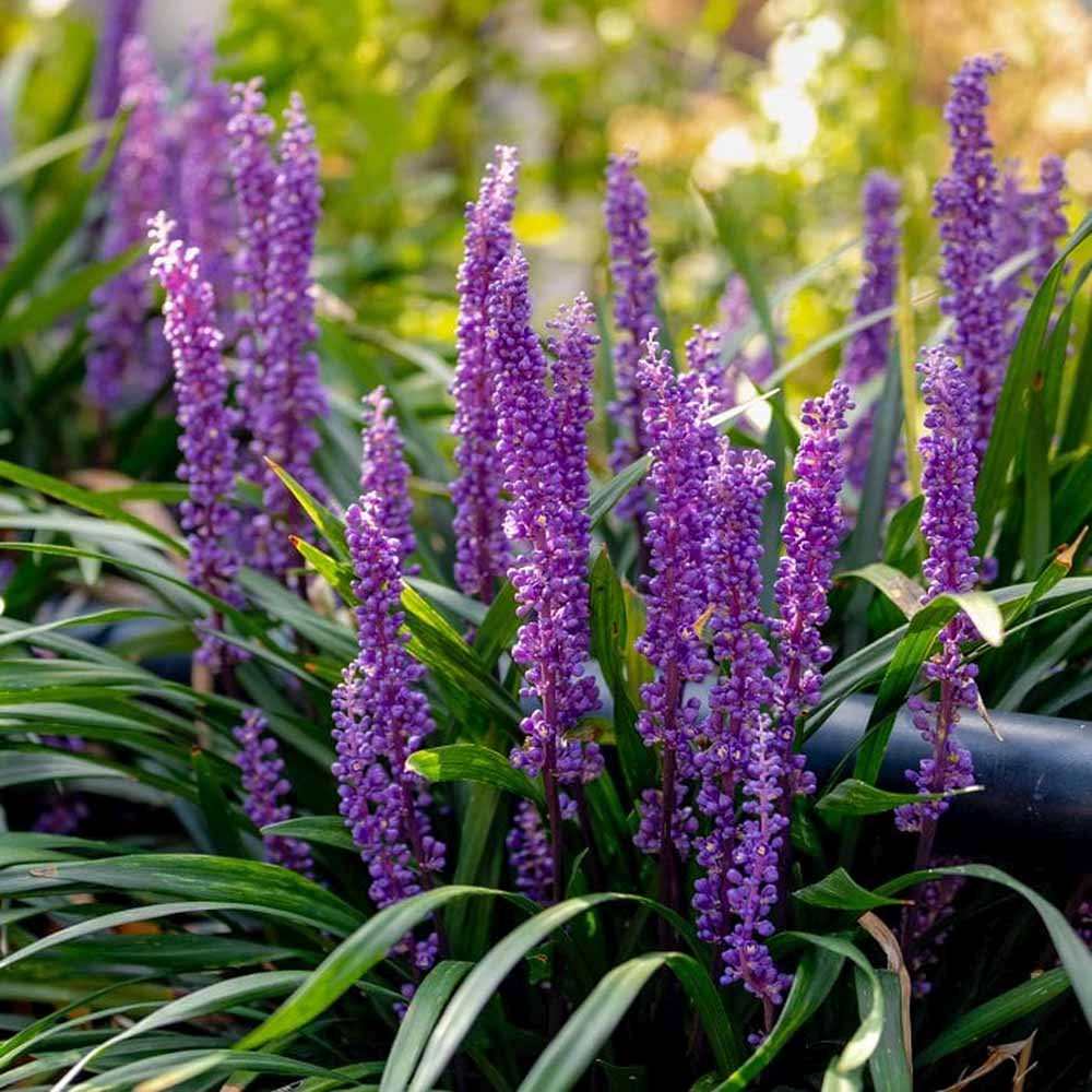 Iarba Maimutei Royal Purple (Liriope muscari), acoperire sol pentru umbra, flori mov toamna
