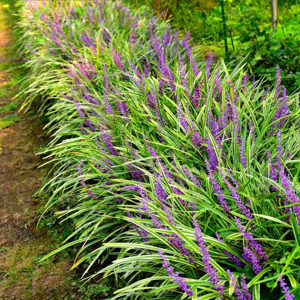 Iarba Maimutei Variegat (Liriope), acoperire sol pentru umbra, frunzis pestrit, flori mov toamna