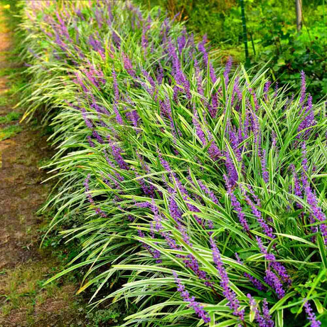 Iarba Maimutei Variegat (Liriope), acoperire sol pentru umbra, frunzis pestrit, flori mov toamna