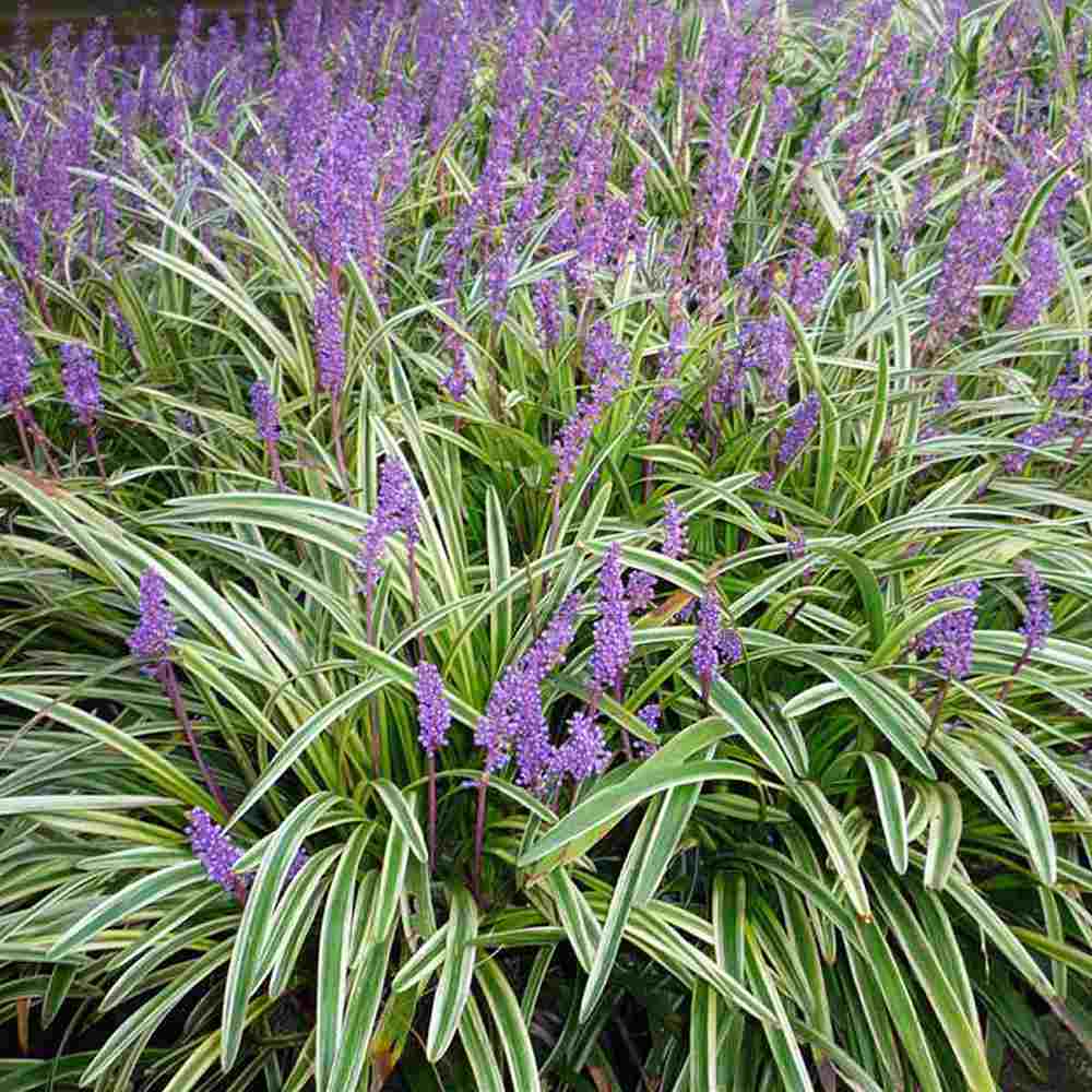 Iarba Maimutei Variegat (Liriope), acoperire sol pentru umbra, frunzis pestrit, flori mov toamna