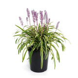 Iarba Maimutei Variegat (Liriope), acoperire sol pentru umbra, frunzis pestrit, flori mov toamna