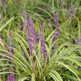 Iarba Maimutei Variegat (Liriope), acoperire sol pentru umbra, frunzis pestrit, flori mov toamna