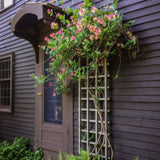 Mana Maicii Domnului/Caprifoi (Lonicera) American Beauty, cataratoare, parfumat, flori roz-violet, crestere rapida, rezistent la ger