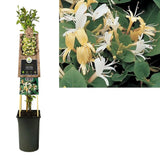Mana Maicii Domnului/Caprifoi (Lonicera) Halls Prolific, cu flori galbene-aurii, cataratoare, parfumata, vesnic verde, crestere rapida