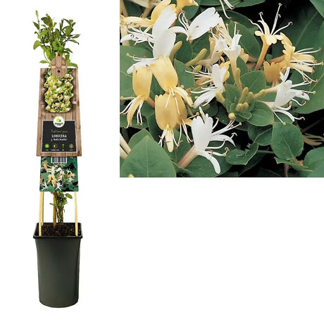 Mana Maicii Domnului/Caprifoi (Lonicera) Halls Prolific, cu flori galbene-aurii, cataratoare, parfumata, vesnic verde, crestere rapida