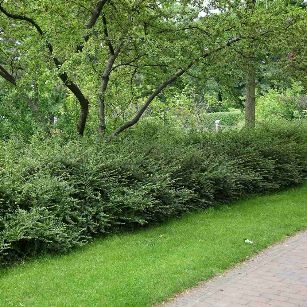 Lonicera Nitida Elegant, arbust vesnic verde compact, ideal pentru gard viu mic, borduri si topiary