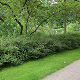 Lonicera Nitida Elegant, arbust vesnic verde compact, ideal pentru gard viu mic, borduri si topiary