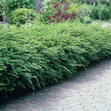 Lonicera Nitida Elegant, arbust vesnic verde compact, ideal pentru gard viu mic, borduri si topiary