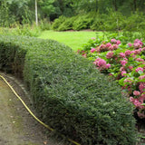 Lonicera Nitida Elegant, arbust vesnic verde compact, ideal pentru gard viu mic, borduri si topiary