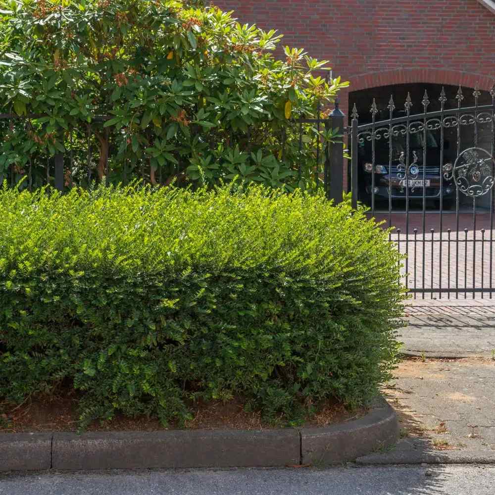 Lonicera Nitida Elegant, arbust vesnic verde compact, ideal pentru gard viu mic, borduri si topiary