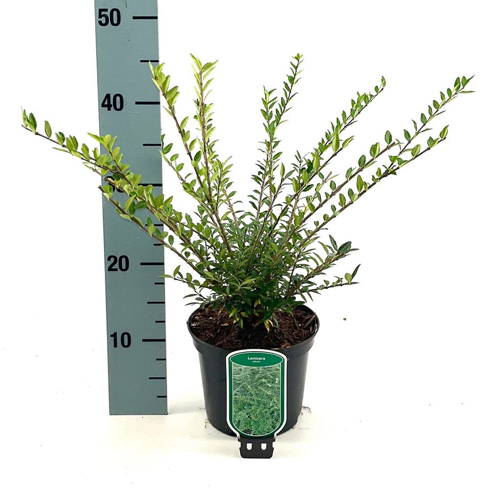 Lonicera Nitida Elegant, arbust vesnic verde compact, ideal pentru gard viu mic, borduri si topiary
