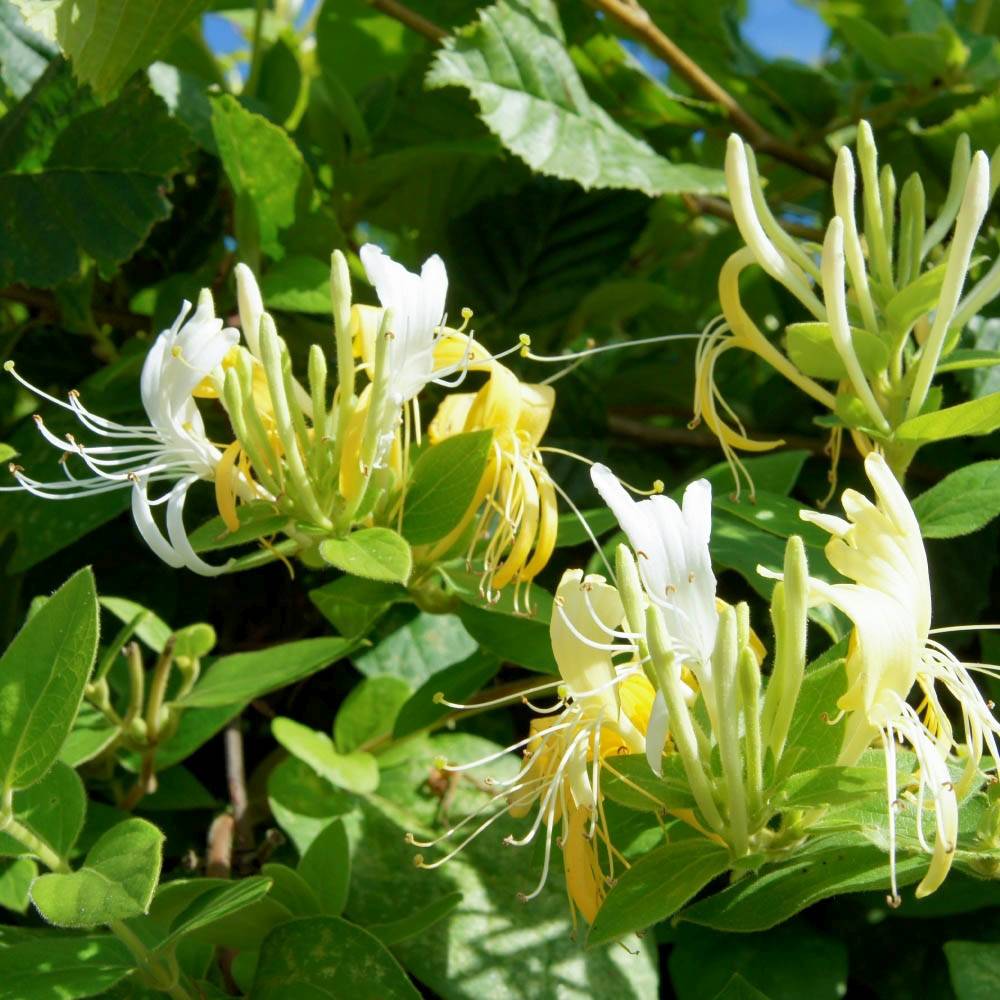 Mana Maicii Domnului/Caprifoi (Lonicera) Halls Prolific, cu flori albe-galbui, cataratoare