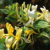 Mana Maicii Domnului/Caprifoi (Lonicera) Halls Prolific, cu flori albe-galbui, cataratoare