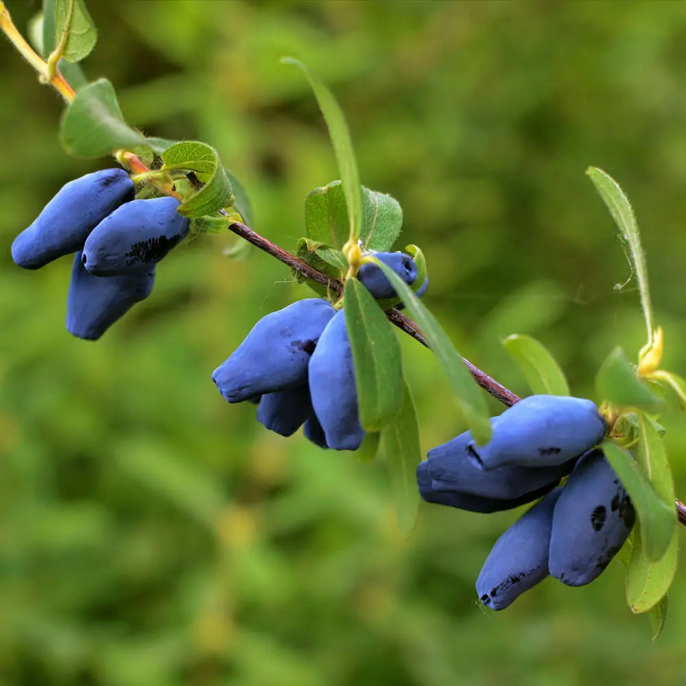 Afin Siberian (Lonicera caerulea Kamtschatica), Fructe albastre, unice, cu un gust dulce-acrisor deosebit