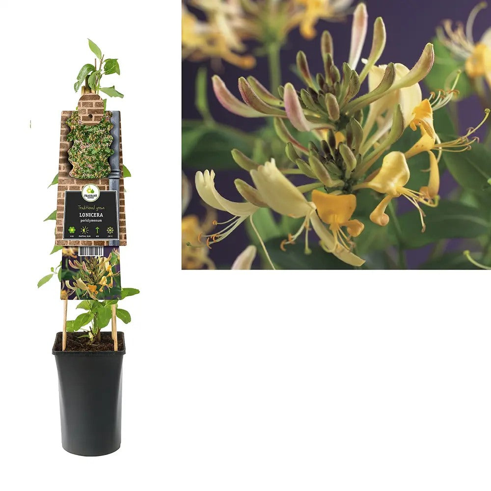 Mana Maicii Domnului/Caprifoi (Lonicera) Periclymenum, cu flori parfumate, cataratoare,, crestere rapida,