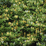 Mana Maicii Domnului/Caprifoi (Lonicera) Periclymenum, cu flori parfumate, cataratoare,, crestere rapida,