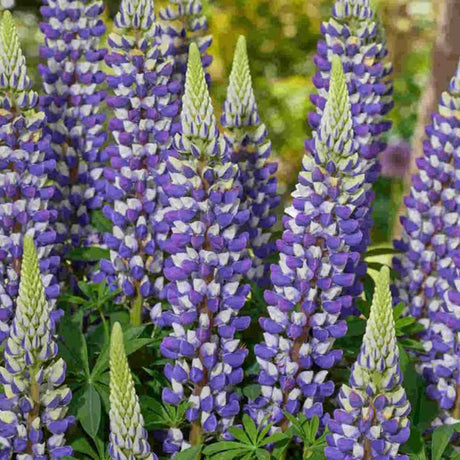 Lupin Pitic Lupinova Cierra, compact cu flori bicolore albastru-violet si alb, inflorire abundenta
