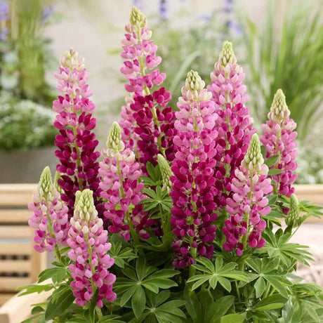 Lupin Pitic Lupinova Cutie, Compact cu flori bicolore roz Inchis, bicolore, inflorire abundenta