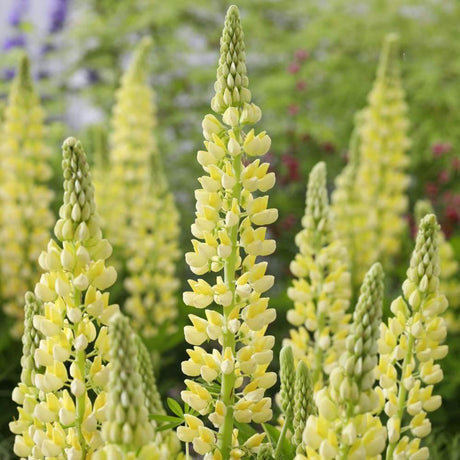 Lupin Pitic Lupinova Lenora, compact cu flori bicolore galben-crem, inflorire abundenta
