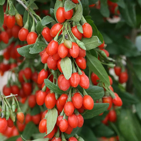 Goji Rosu (Lycium Barbarum Rosso), cu fructe rosii vibrante, bogate in nutrienti si antioxidanti