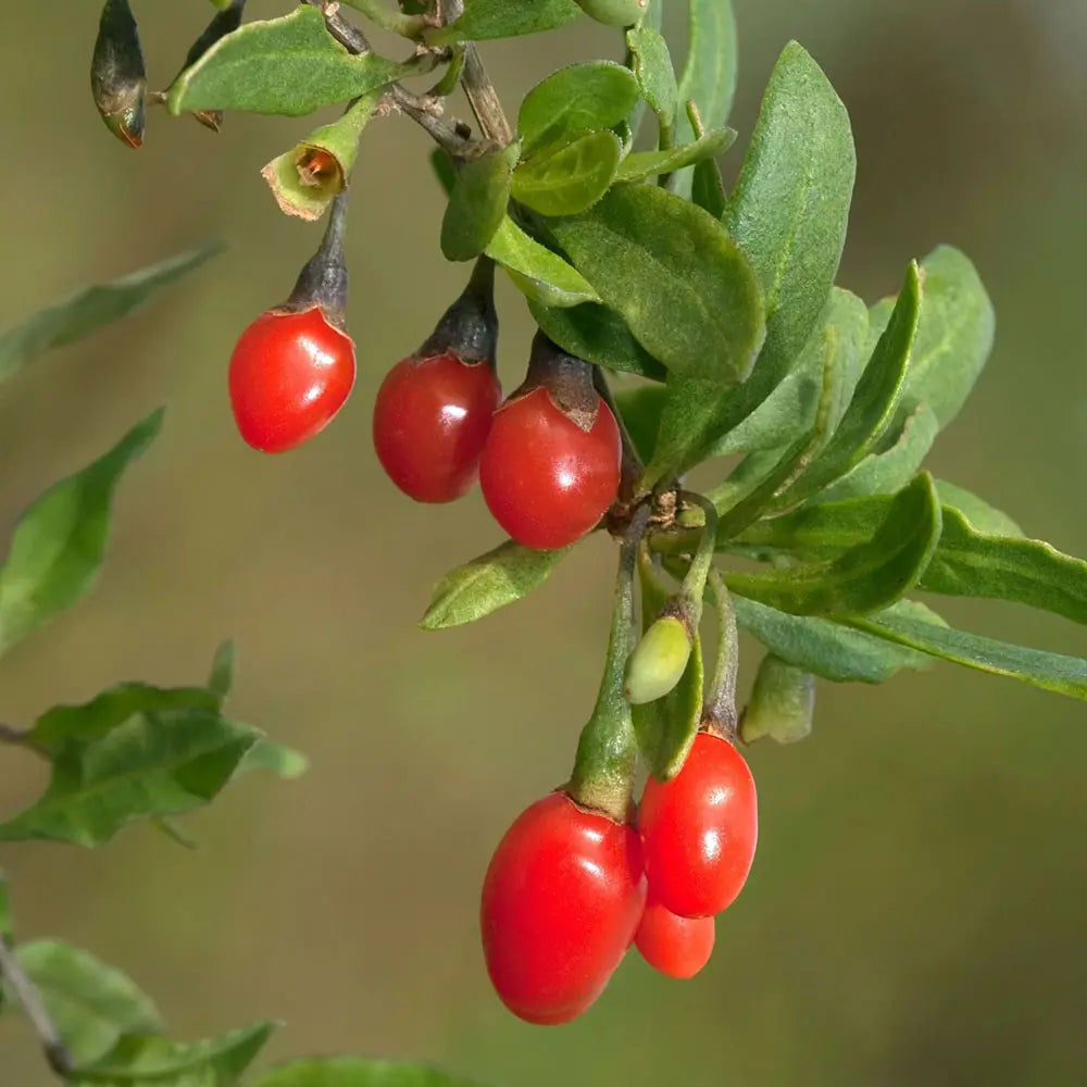 Goji Rosu (Lycium Barbarum Rosso), cu fructe rosii vibrante, bogate in nutrienti si antioxidanti