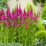 Rachitan Lythrum Robert, planta perena cu spice verticale roz-purpurii
