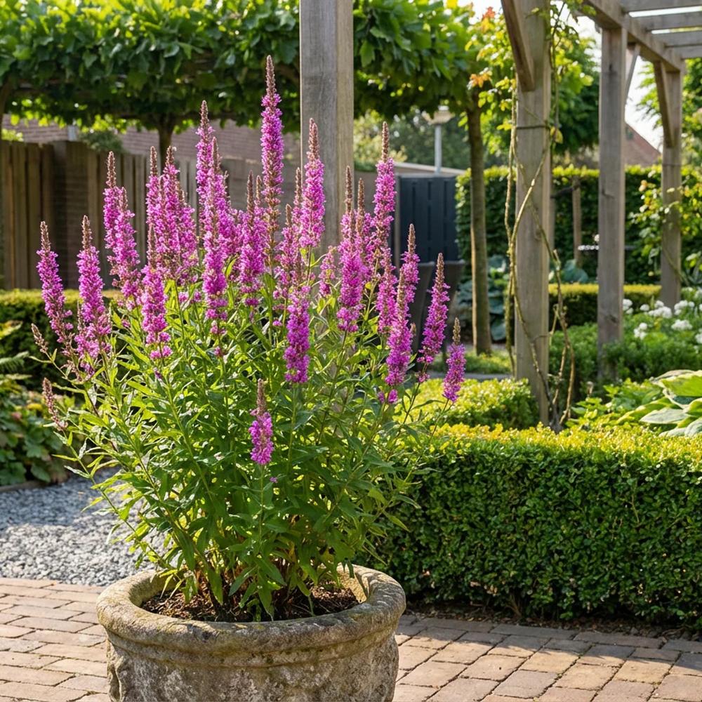 Rachitan Lythrum Robert, planta perena cu spice verticale roz-purpurii