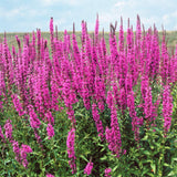 Rachitan Lythrum Robert, planta perena cu spice verticale roz-purpurii