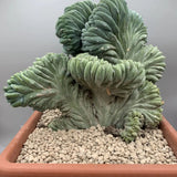 Cactus Myrtillocactus geometrizans crestata, 25 cm, aspect sculptural, culoare albastra, usor de ingrijit