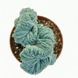 Cactus Myrtillocactus geometrizans crestata, 25 cm, aspect sculptural, culoare albastra, usor de ingrijit