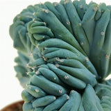 Cactus Myrtillocactus geometrizans crestata, 25 cm, aspect sculptural, culoare albastra, usor de ingrijit