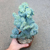 Cactus Coral Albastru Myrtillocactus Geometrizans Cristata, cactus decorativ de interior cu forma arhitecturala - 2025 cm