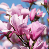 Magnolia roz-purpuriu Galaxy