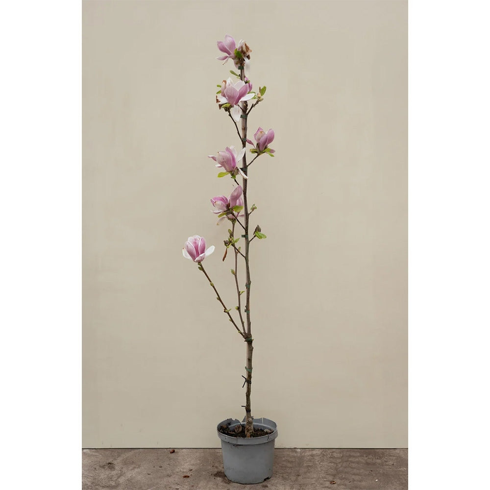 Magnolie Galaxy, tip copac, flori roz urias cu inflorire abundenta, arbore de gradina