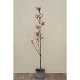 Magnolie Galaxy, tip copac, flori roz urias cu inflorire abundenta, arbore de gradina
