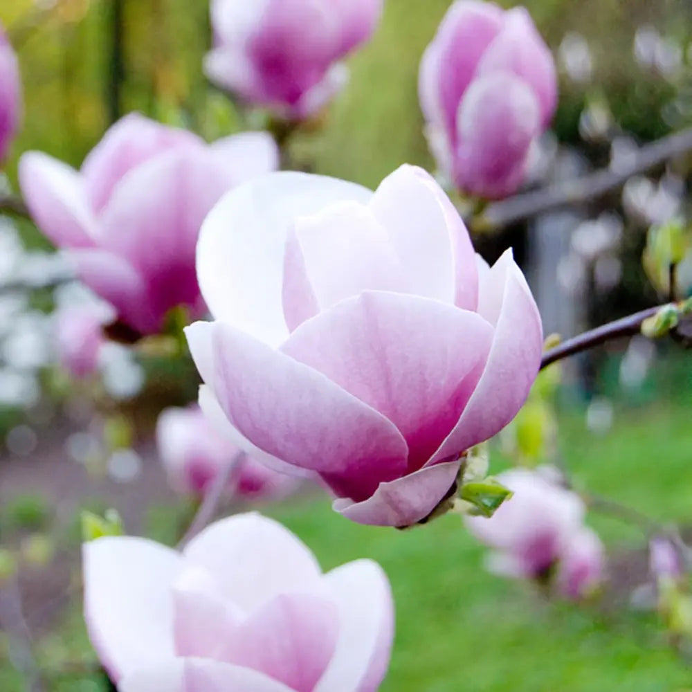 Magnolie Soulangeana, tip copac, flori mari roz alb, arbore clasic ornamental