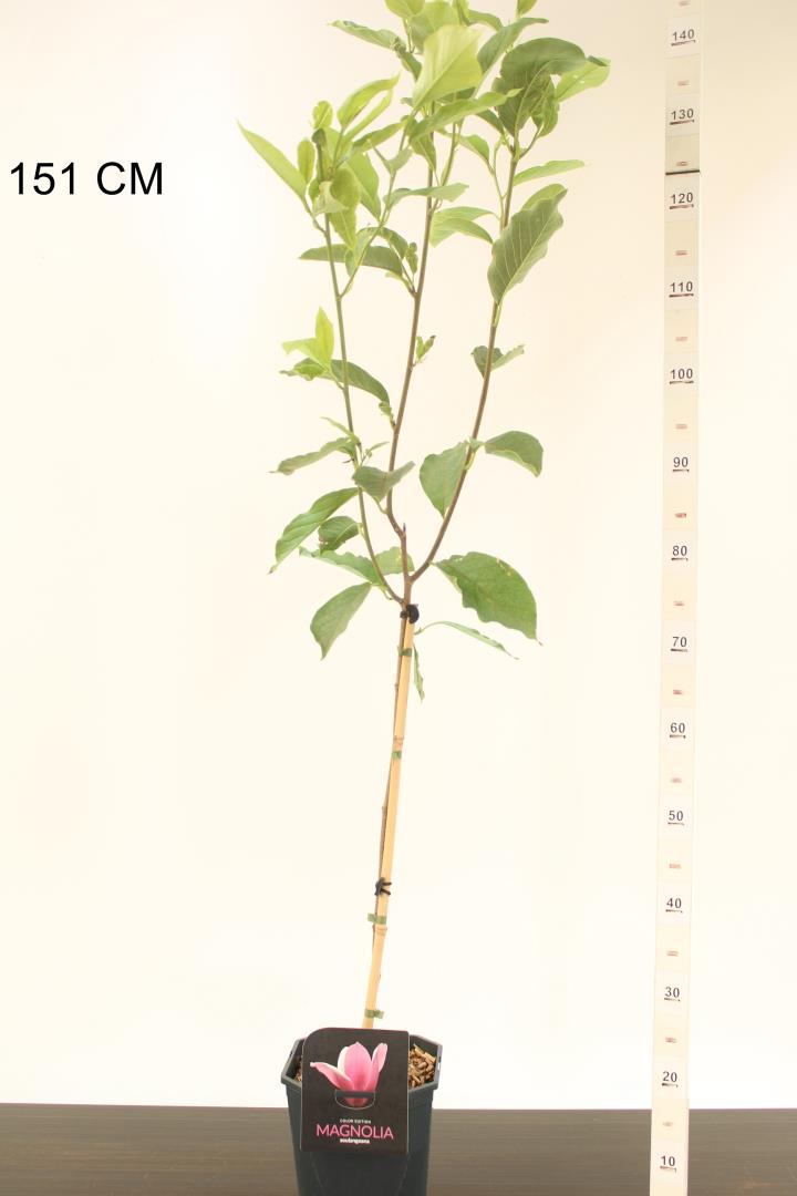 Magnolie Soulangeana, tip copac, flori mari roz alb, arbore clasic ornamental