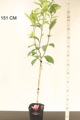 Magnolie Soulangeana, tip copac, flori mari roz alb, arbore clasic ornamental