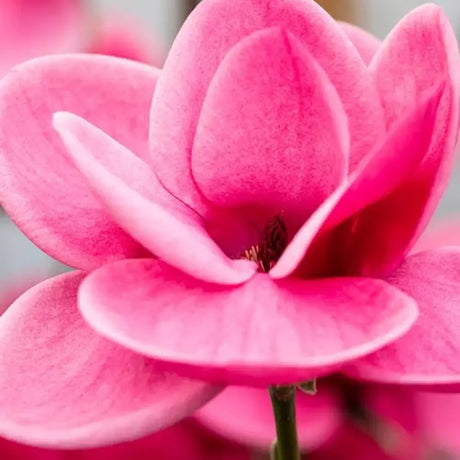 Magnolie Watermelon PBR, flori roz pepene vibrante si parfumate, arbust ornamental foarte exclusiv