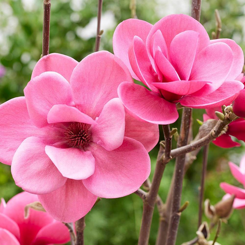 Magnolia Watermelon PBR cu flori roz pepene, parfumate, decorativa 3-5 m, rezistenta la frig