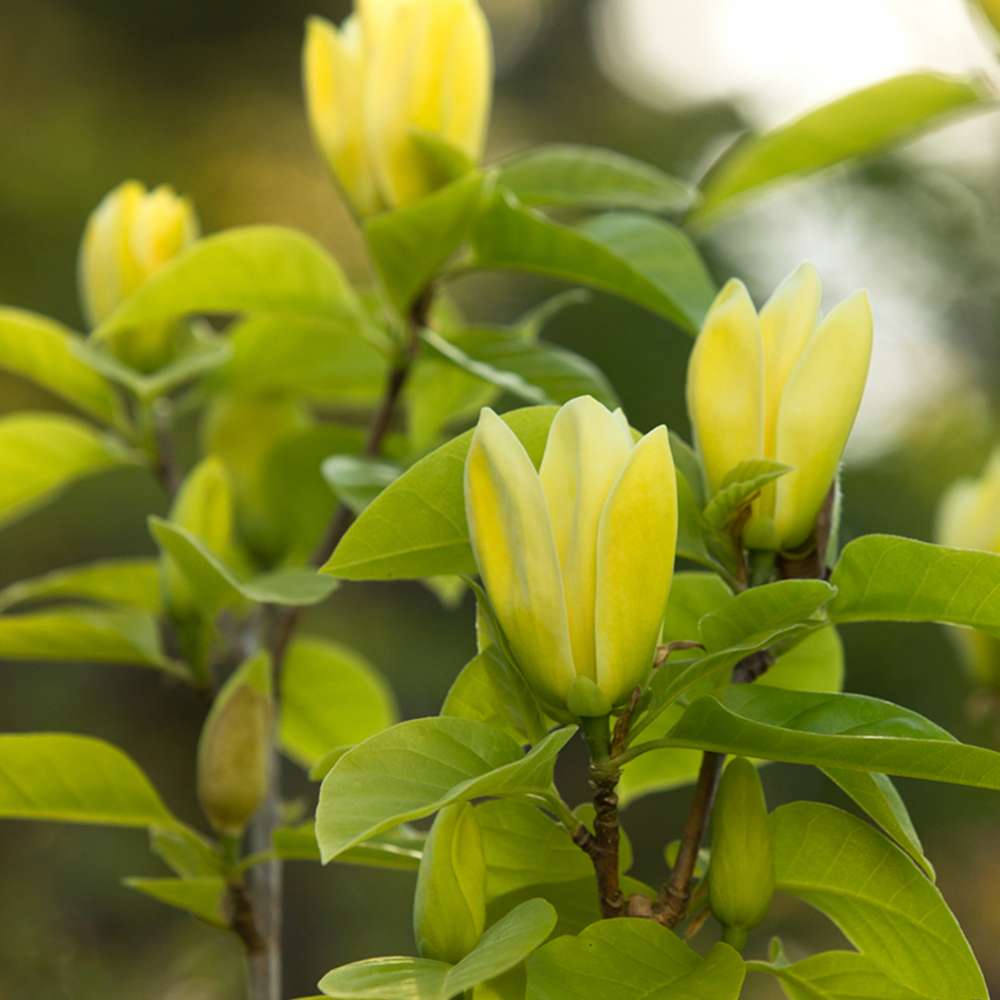 Magnolia Yellow River, flori spectaculoase galbene