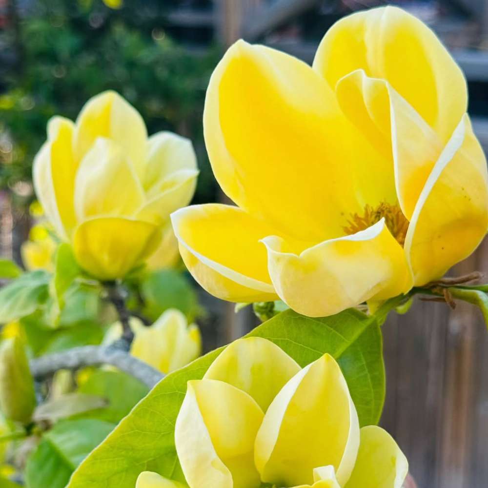 Magnolia Yellow River, flori spectaculoase galbene