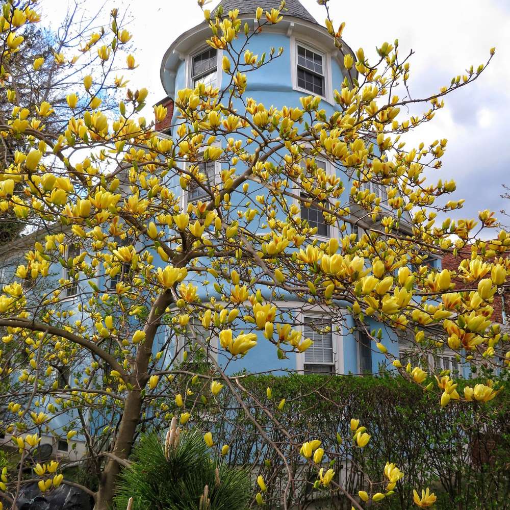 Magnolia Yellow River, flori spectaculoase galbene