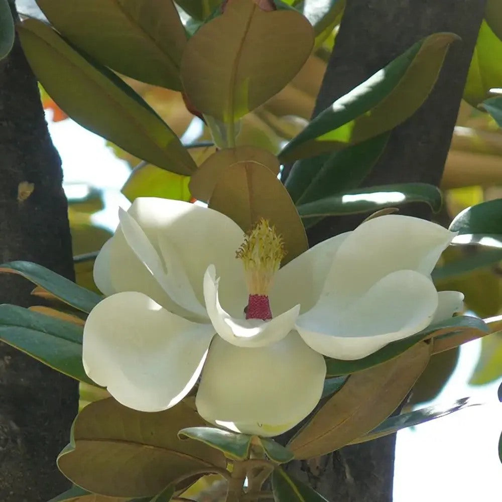 Magnolia grandiflora Purpan, vesnic verde cu flori albe mari parfumate si frunzis lucios, arbore ornamental pentru gradini protejate